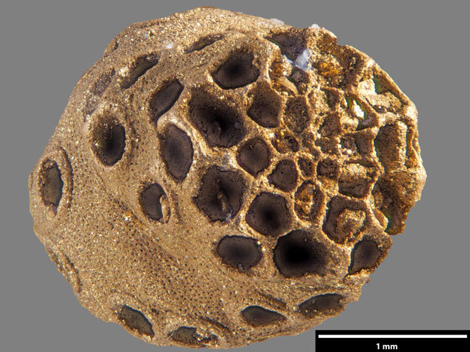 Senckenberg, Bryozoa, Bryozoen, Moostierchen, Sammlung Voigt