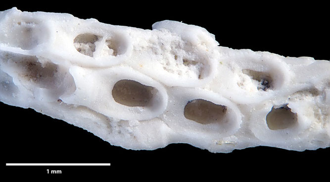 Senckenberg, Bryozoa, Bryozoen, Moostierchen, Sammlung Voigt