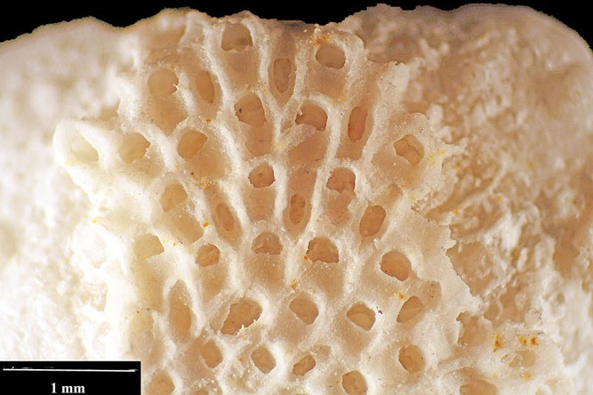 Senckenberg, Bryozoa, Bryozoen, Moostierchen, Sammlung Voigt