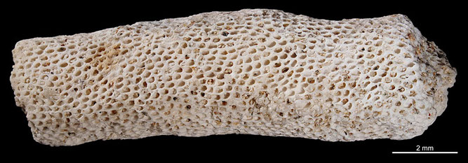 Senckenberg, Bryozoa, Bryozoen, Moostierchen, Sammlung Voigt