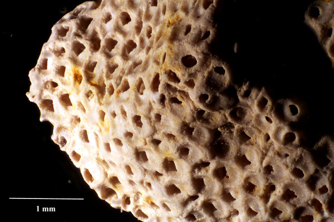 Senckenberg, Bryozoa, Bryozoen, Moostierchen, Sammlung Voigt