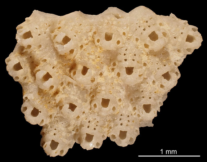 Senckenberg, Bryozoa, Bryozoen, Moostierchen, Sammlung Voigt