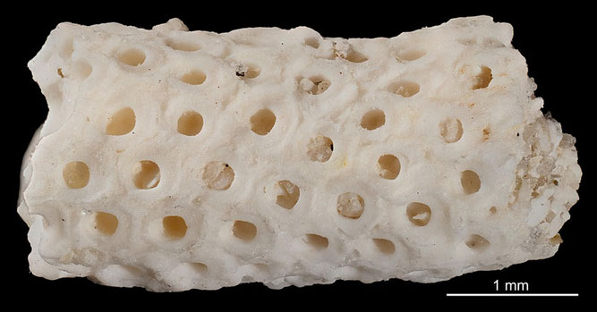 Senckenberg, Bryozoa, Bryozoen, Moostierchen, Sammlung Voigt