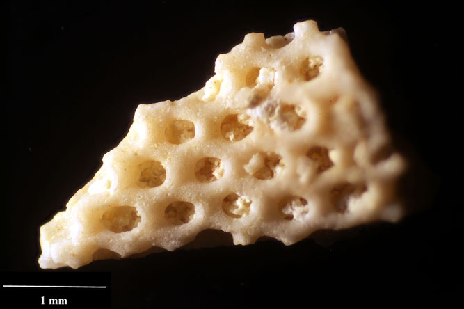 Senckenberg, Bryozoa, Bryozoen, Moostierchen, Sammlung Voigt