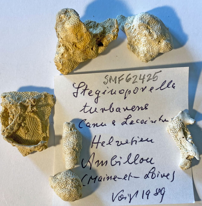 Senckenberg, Bryozoa, Bryozoen, Moostierchen, Sammlung Voigt