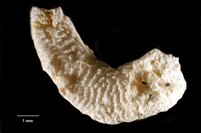 Senckenberg, Bryozoa, Bryozoen, Moostierchen, Sammlung Voigt
