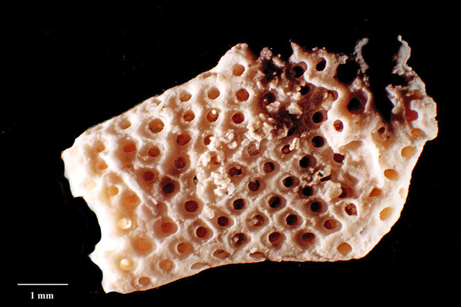 Senckenberg, Bryozoa, Bryozoen, Moostierchen, Sammlung Voigt