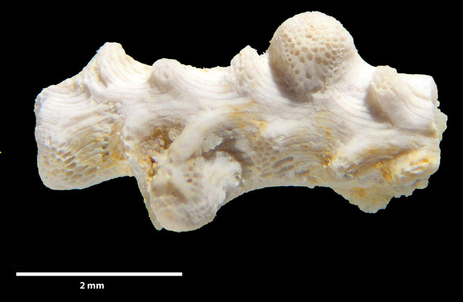 Senckenberg, Bryozoa, Bryozoen, Moostierchen, Sammlung Voigt