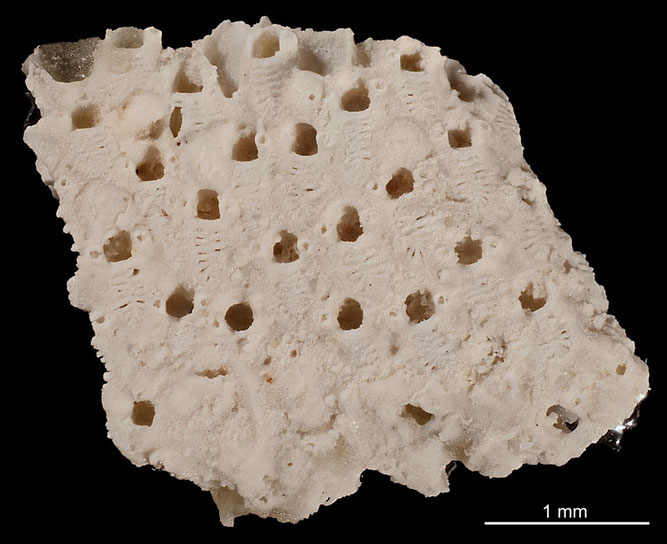 Senckenberg, Bryozoa, Bryozoen, Moostierchen, Sammlung Voigt