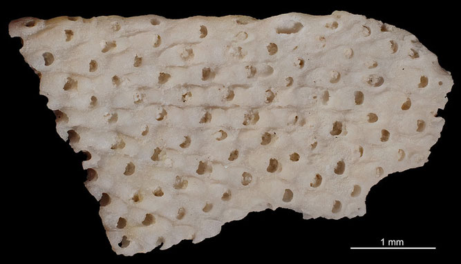 Senckenberg, Bryozoa, Bryozoen, Moostierchen, Sammlung Voigt