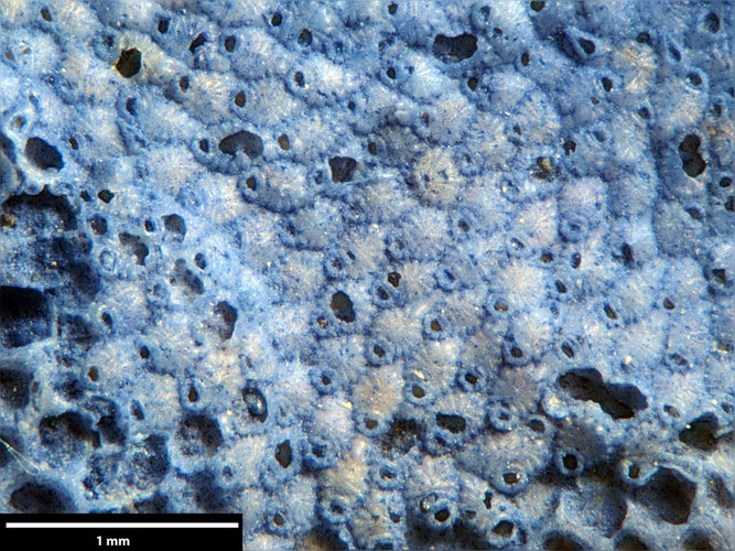 Senckenberg, Bryozoa, Bryozoen, Moostierchen, Sammlung Voigt