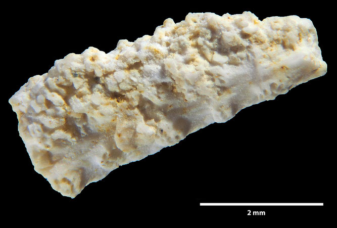 Senckenberg, Bryozoa, Bryozoen, Moostierchen, Sammlung Voigt