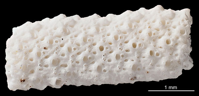 Senckenberg, Bryozoa, Bryozoen, Moostierchen, Sammlung Voigt