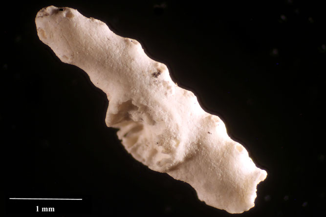 Senckenberg, Bryozoa, Bryozoen, Moostierchen, Sammlung Voigt