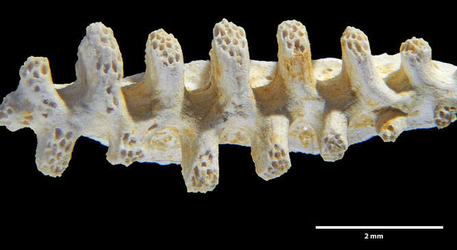 Senckenberg, Bryozoa, Bryozoen, Moostierchen, Sammlung Voigt