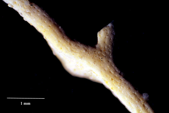 Senckenberg, Bryozoa, Bryozoen, Moostierchen, Sammlung Voigt