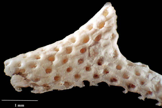 Senckenberg, Bryozoa, Bryozoen, Moostierchen, Sammlung Voigt