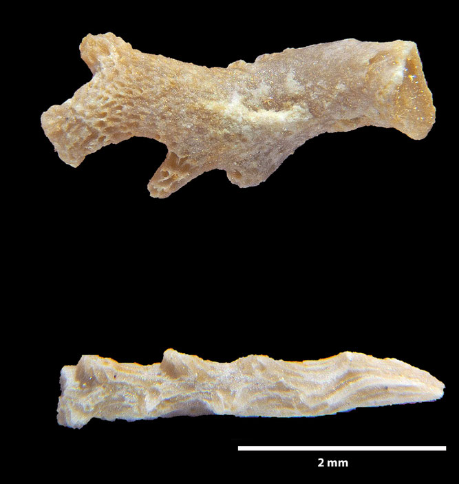 Senckenberg, Bryozoa, Bryozoen, Moostierchen, Sammlung Voigt