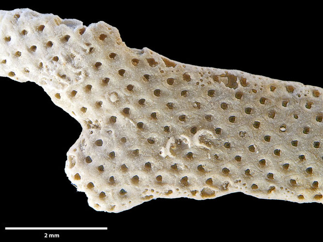 Senckenberg, Bryozoa, Bryozoen, Moostierchen, Sammlung Voigt