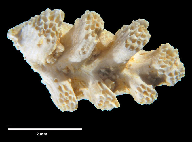 Senckenberg, Bryozoa, Bryozoen, Moostierchen, Sammlung Voigt