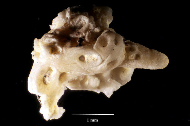 Senckenberg, Bryozoa, Bryozoen, Moostierchen, Sammlung Voigt