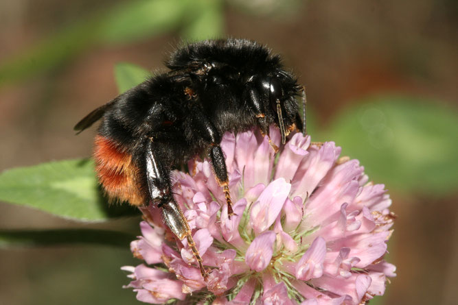 Steinhummel - Foto: NABU/H. May
