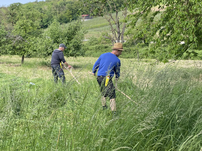 Foto: NABU Hessigheim