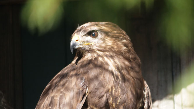 Mäusebussard (Foto: Martin Kallabinsky)