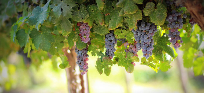 vignes bio à la ferme biologique j'y crois en Charente