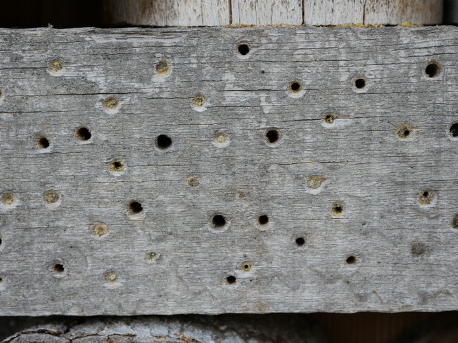 Der Verschluss der Löcher lässt erkennen, dass sich hier Wildbienen angesiedelt haben. 