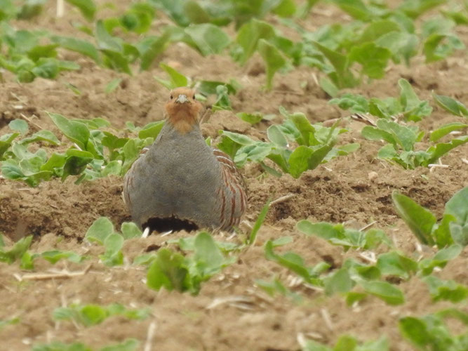 Rebhuhn (Perdix perdix), Foto: D. Chalwatzis