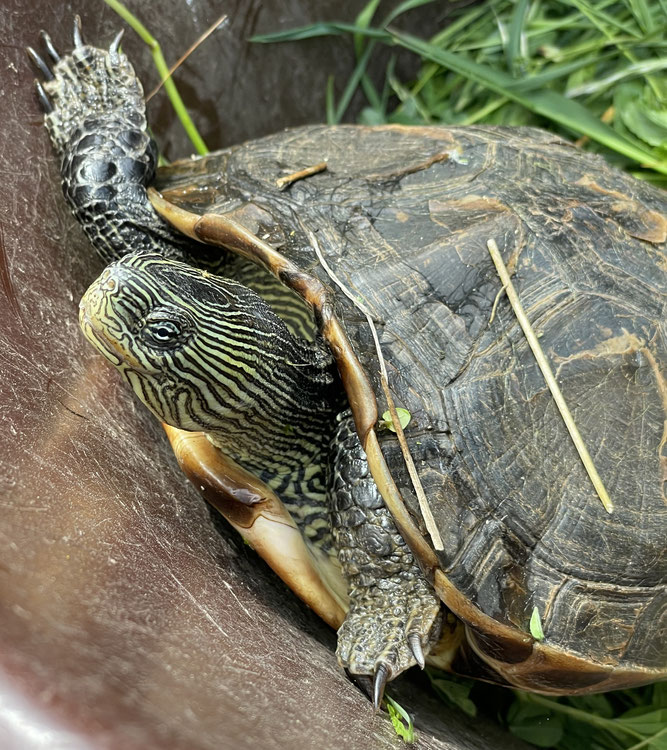 Chinesische Streifenschildkröte Foto: NABU/D.Piehler