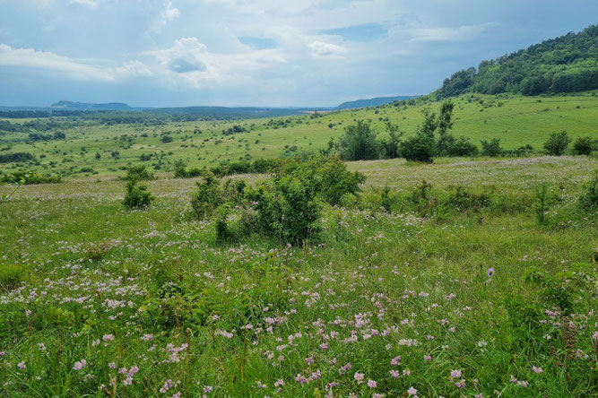 Der ehemalige Truppenübungsplatz Rothenstein, für den Erhalt des Orchideen-Paradieses setzt sich der NABU Saale-Holzland ein.