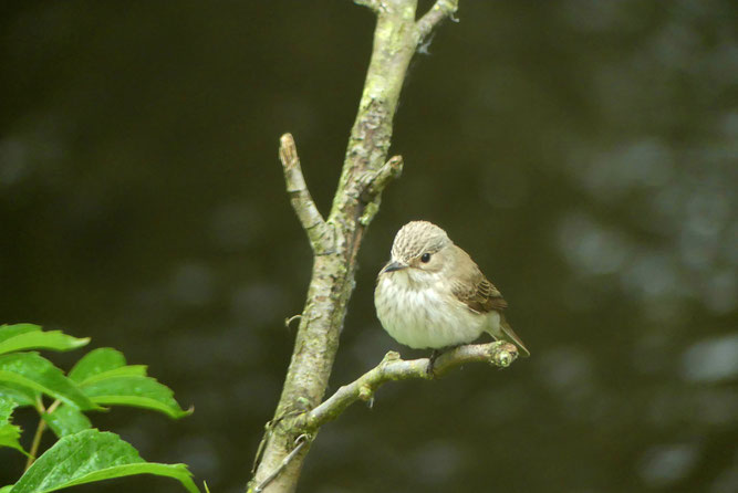 Ein Grauscnhäpper auf seiner Warte am Ufer der Erms. Er ist dort Brutvogel.