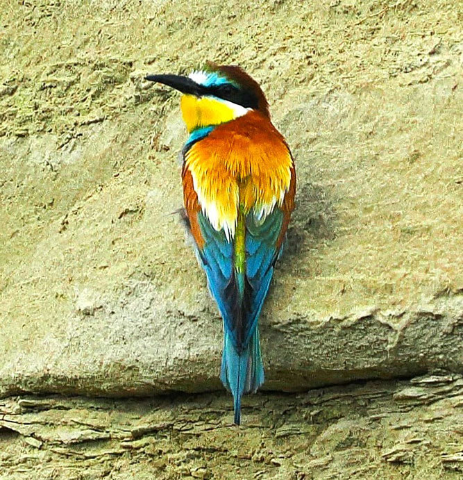 Bienenfresser - von der Exkursion 22.6 an die Donau bei Mengen (C. Burg), auf der lediglich 3 Mitglieder teilnahmen.