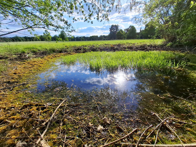 Sanierungsbedürftiger Tümpel im Reutlinger Markwasen (Foto 09.05.2025: Albrecht Gorthner)