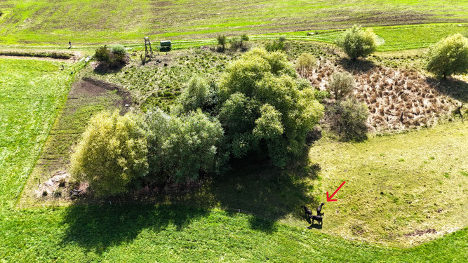 Wasserbüffel bei der Arbeit (Roter Pfeil) , Drohnenfoto von Marcus Perst