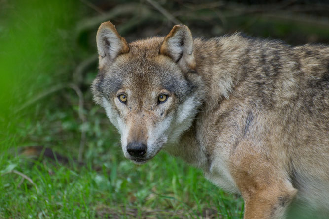 Europäischer Grauwolf - Bild: Tammo Zelle