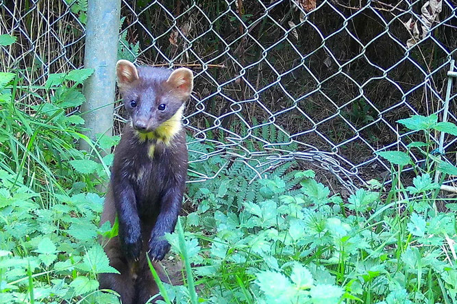 Ein Baummarder hat sich ins Naturschutzgebiet Friesheimer Busch eingeschlichen