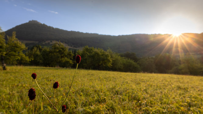 Großer Wiesenknopf Foto NABU B.E.