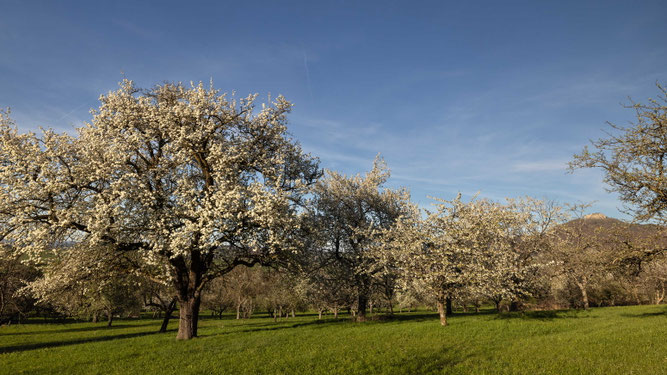 Streuobstwiese Foto NABU B.E.