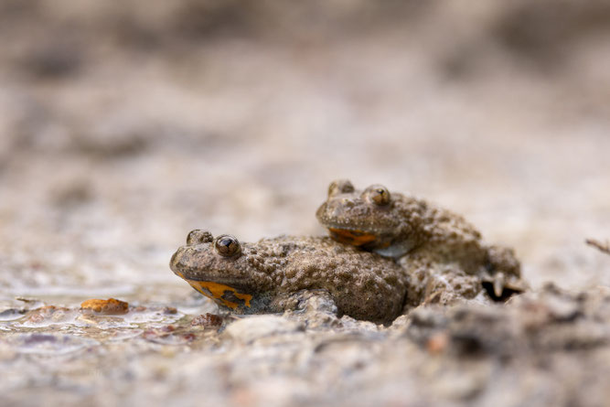 Foto NABU B.E. Gelbbauchunke Fortpflanzung.