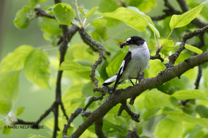 Foto NABU B.E.Halsbandschnäpper