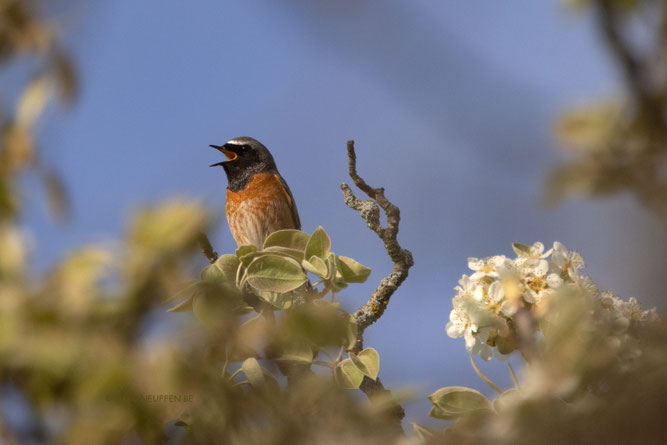 Foto NABU B.E. Gartenrotschwanz