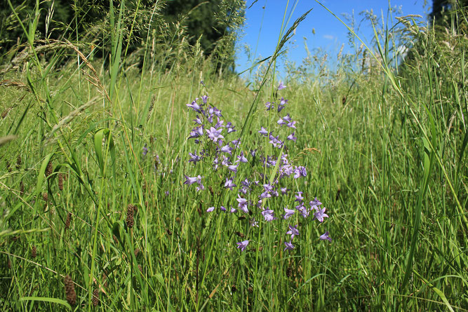 Glockenblume,  Foto: Volker Unterladstetter