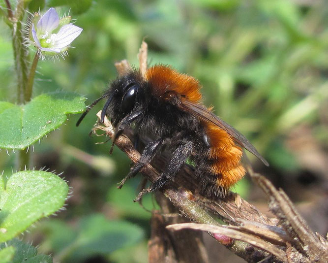  Andrena fulva Rotpelzige Sandbiene,   Foto: Jörg Siemers