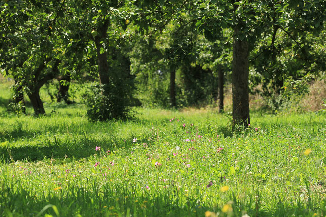 Blumen auf der Streuobstwiese, Foto: Volker Unterladstetter