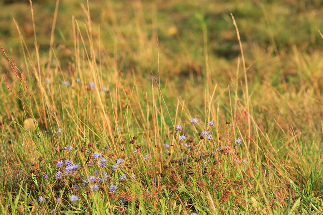 Bergsandglöckchen, Foto: Volker Unterladstetter