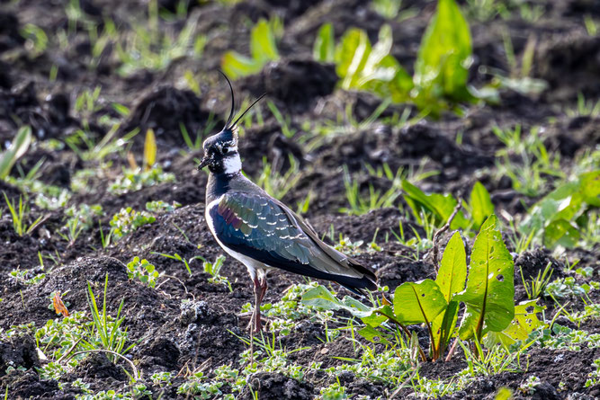 Kiebitz Foto: Michael Lamberty