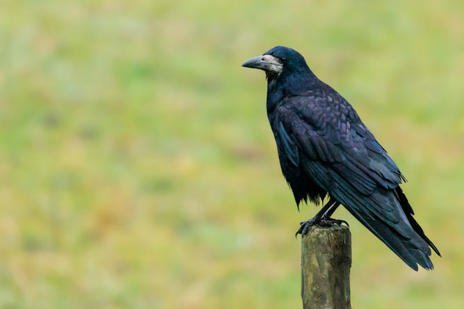 Saatkrähe Foto: Michael Lamberty